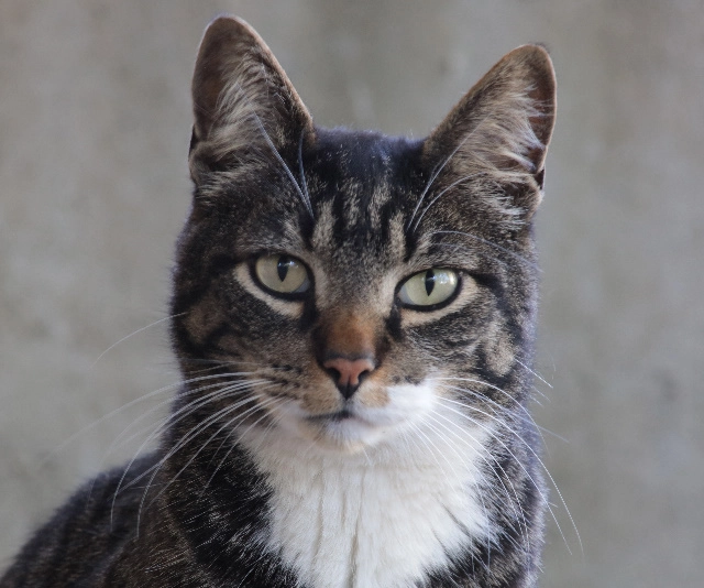 Portrait of Stray Cat Friend, May 10, 2019, a tabby cat with black and white tabby patterned fur and a large white spot of fur under his chin on his neck and chest